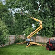 Best Tree Trimming and Pruning  in Frankfort, MI