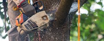 Best Fruit Tree Pruning  in Frankfort, MI