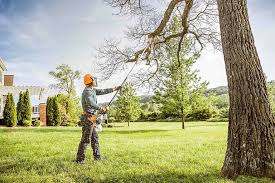 Best Tree Disease Treatment  in Frankfort, MI