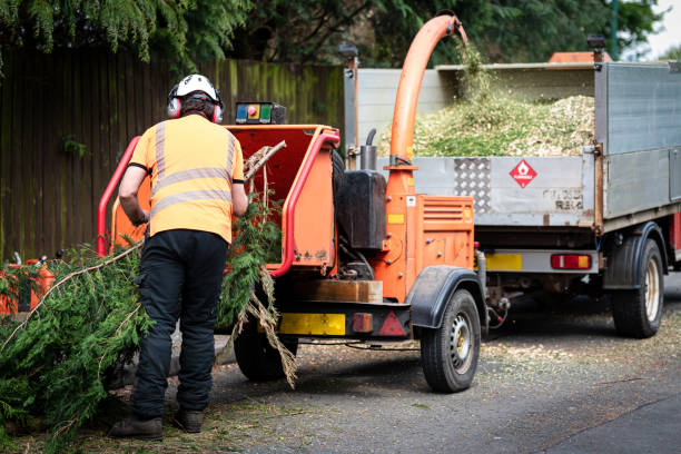 Best Seasonal Cleanup (Spring/Fall)  in Frankfort, MI