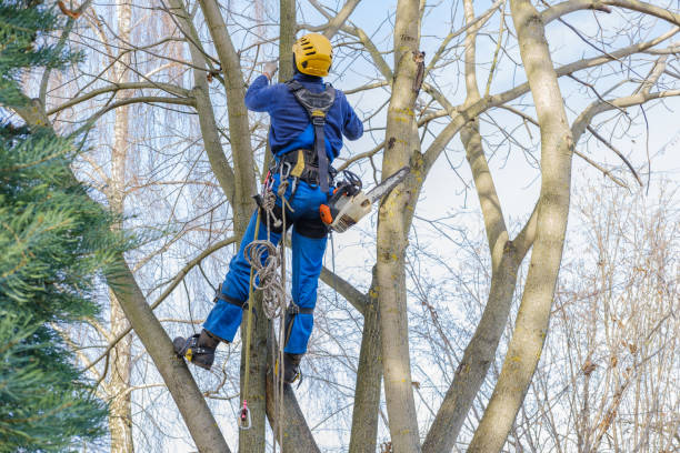 Best Root Management and Removal  in Frankfort, MI