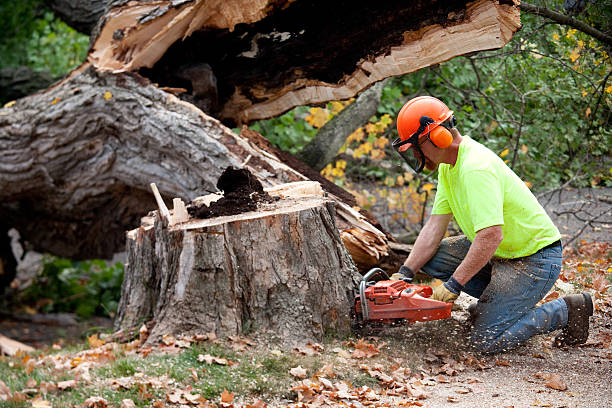 How Our Tree Care Process Works  in  Frankfort, MI