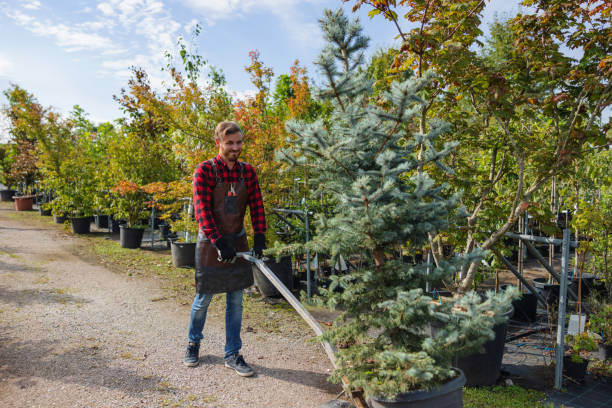 Best Lawn Grading and Leveling  in Frankfort, MI