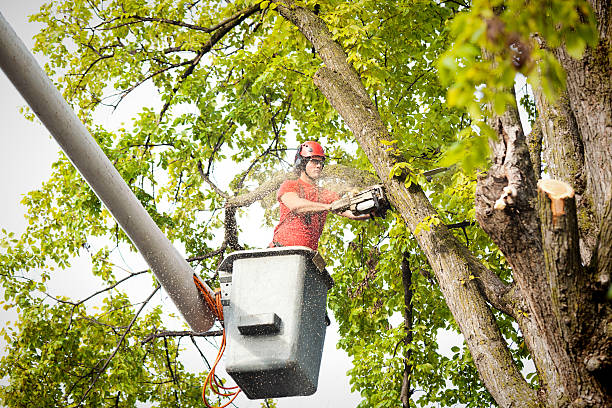  Frankfort, MI Tree Care Services Pros