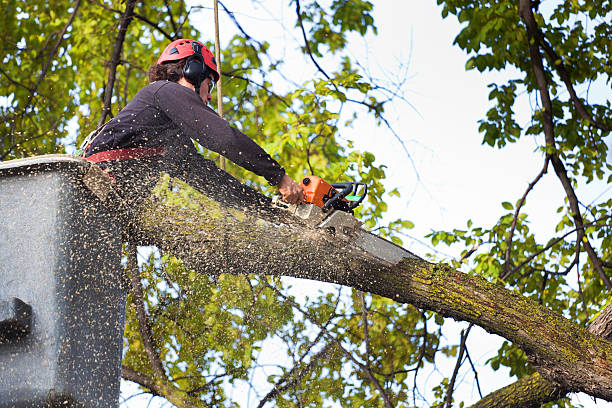 Best Storm Damage Tree Cleanup  in Frankfort, MI