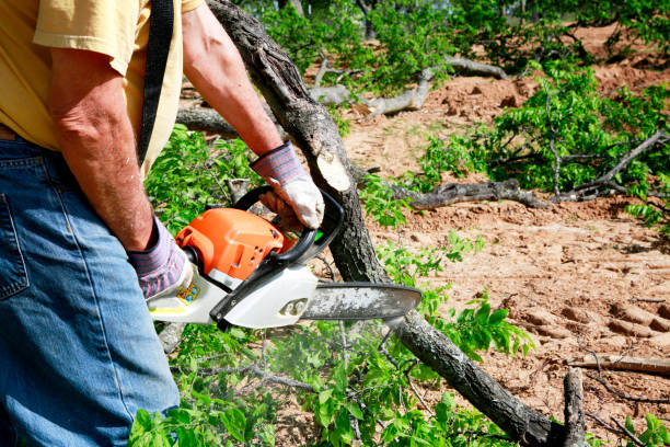 Best Tree Maintenance Programs  in Frankfort, MI